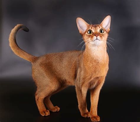Abyssinian Cat Fun Animals Wiki Videos Pictures Stories