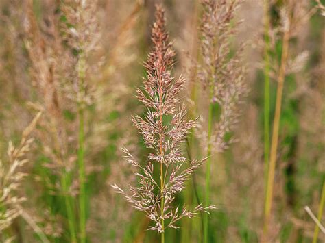 Korean Feather Reed Grass Photograph By Angie C Fine Art America