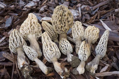Bay Nature Where Do Morel Mushrooms Grow In Northern California