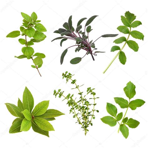 Herb Leaf Selection Stock Photo By ©marilyna 2079685