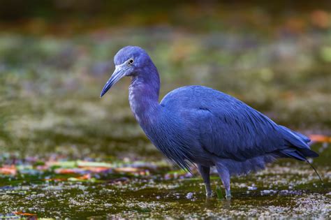 Little Blue Heron Fishing In Shallow Water Fine Art Print Photos By