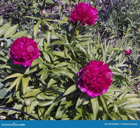 Deep Red Peony Flowers Stock Photo Image Of Plant Flowers 182766096