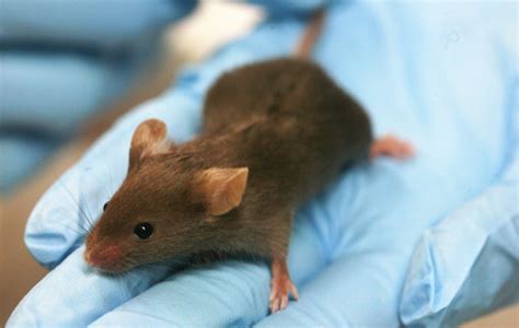 Smart Mice With Half Human Brain Innovation Essence