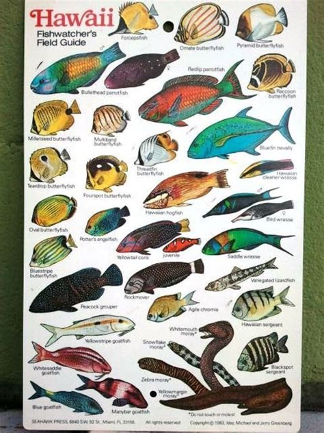 1983 Hawaiian Fish Chart By Binzorama On Etsy