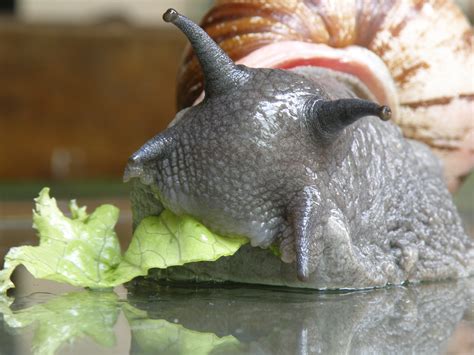 Filebrazilian Snail Wikimedia Commons