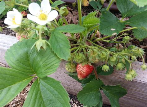 Plant And Grow Strawberries Crazy For Gardening