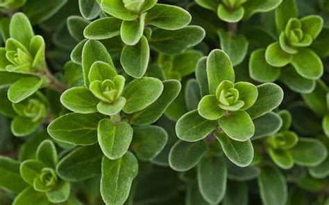 The 8 Best Herbs To Grow For A Beginners Herb Garden David Domoney