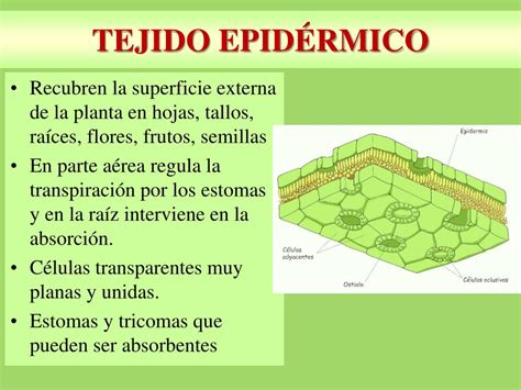 Ppt Tejidos Vegetales Powerpoint Presentation Free Download Id5280594