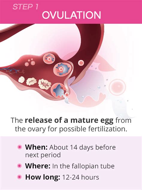How long does the egg live? How Conception Works: Ovulation, Fertilization, and ...