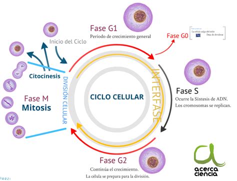 Biologia Fases Del Ciclo Celular
