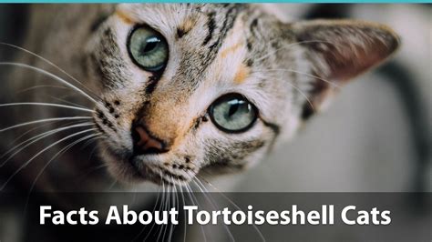 Facts About Tortoiseshell Cats What You Need To Know