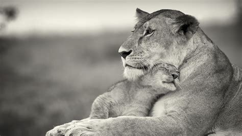 Download high quality black and white cactus clip art from our collection of 41,940,205 clip art graphics. Lion Love with Child Cub | HD Wallpapers