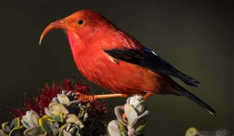 7 Best Red Headed Birds Of Hawaii Spark Lark
