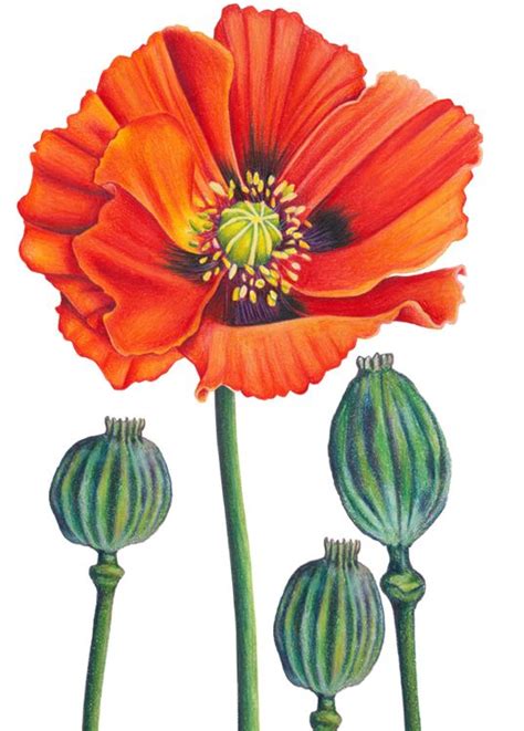 Pin By Hemi Nagar On Botanical Painting Poppy Painting Poppy Drawing