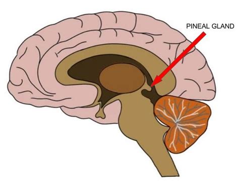 Know Your Brain Pineal Gland — Neuroscientifically Challenged