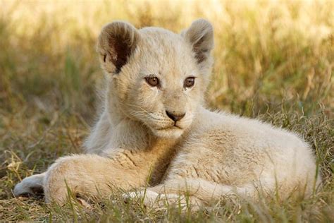 White Lion Cub Flickr Photo Sharing