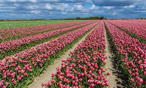Hội chứng hoa tulip, hay là bong bóng uất kim hương (tên tiếng hà lan còn có: Lễ hội hoa tulip Hà Lan