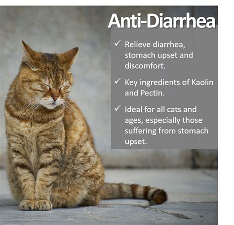 Home Remedy For Cat Vomiting And Diarrhea Cat Meme Stock Pictures And