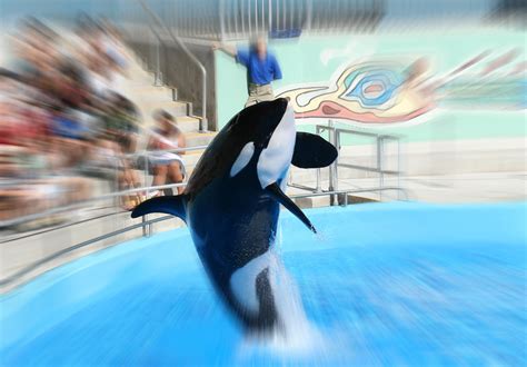 Seaworld To End Killer Whale Shows In San Diego In Favor Of A Natural