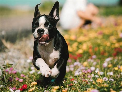 Are Boston Terriers Good Pets Uk Pets