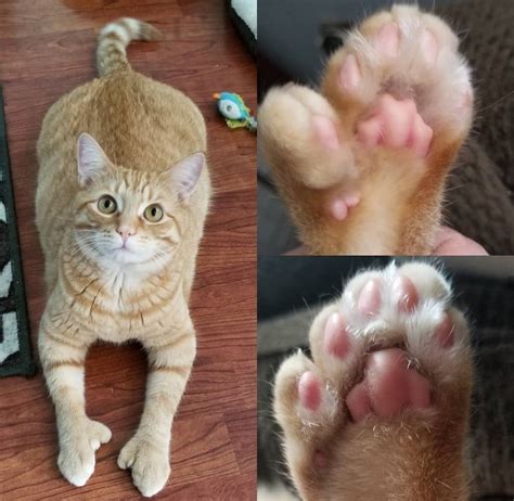 Adorable 17 Cats With Thumbs Image Collage Cute Animals Cat