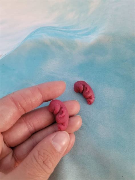 8 Week Old Gestation Fetus Memorial Silicone Baby Etsy Uk