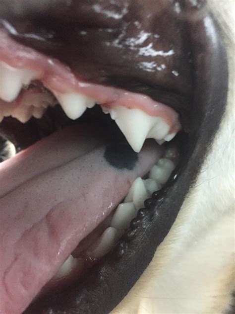Any Lab Owners Seen A Black Spot Like This On Their Dogs Tongue Before