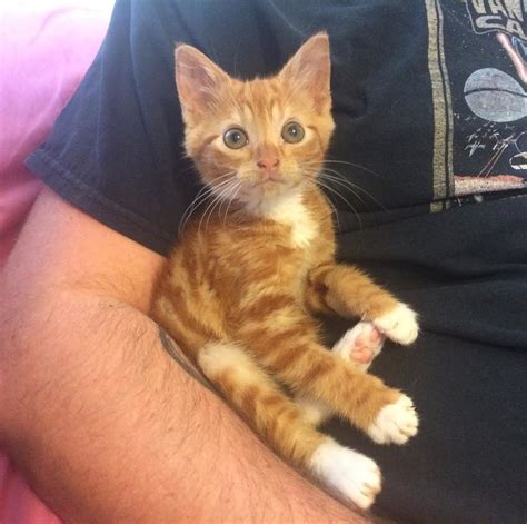 Kitten Who Stays Forever Tiny In Size Is So Happy To Be Loved After