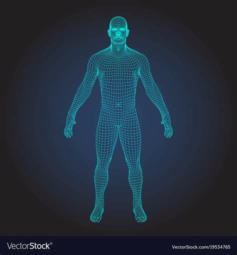 3d Wireframe Human Body Royalty Free Vector Image