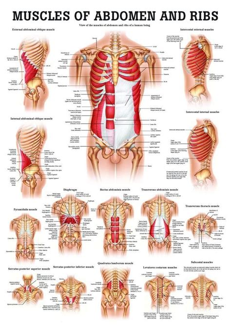 Muscles Of The Abdomen And Ribs Laminated Anatomy Chart Abdominal