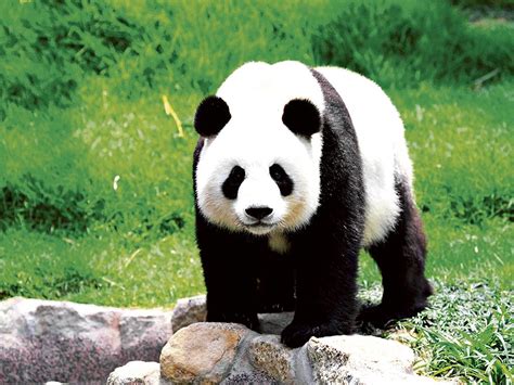 Oso Panda Como Animal De Poder Planeta Oasibeth