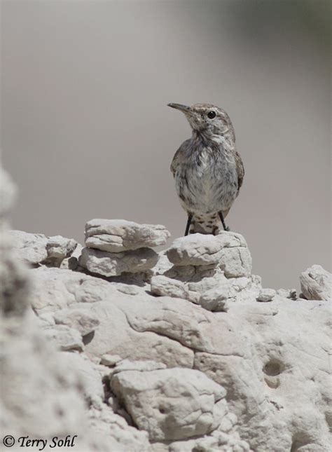 Rock Wren South Dakota Birds And Birding