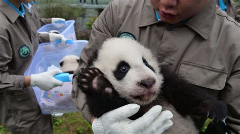 Thirty Six Baby Pandas Make Their Adorable Debut In China