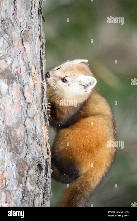 American Pine Marten Martes Americana In Winter Algonquin Provincial