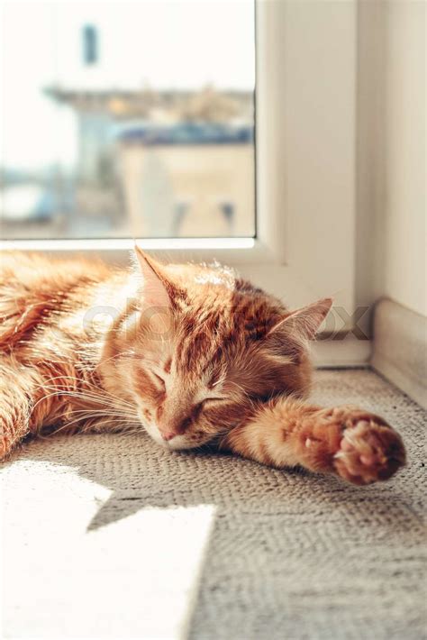Cute Ginger Cat Sleeping On The Floor Stock Image Colourbox