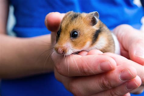 Hamster Facts And Breeds