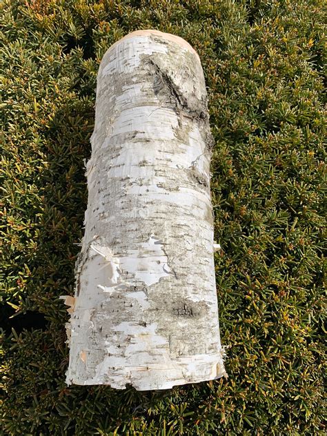 White Birch Bark Approximately 14 Inches X 12 Inches Etsy