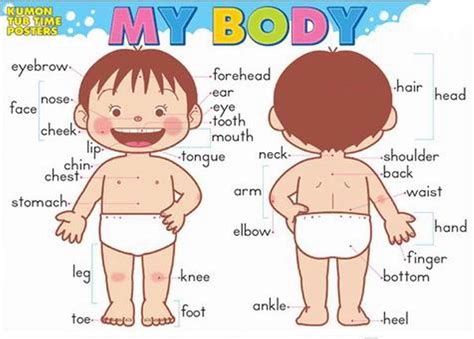 Check spelling or type a new query. English Education for All of You: Body Parts