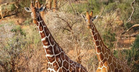 how can we save giraffes from extinction the atlantic