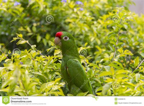 Crimson Fronted Parakeet In Costa Rica Stock Photo Image Of Costa