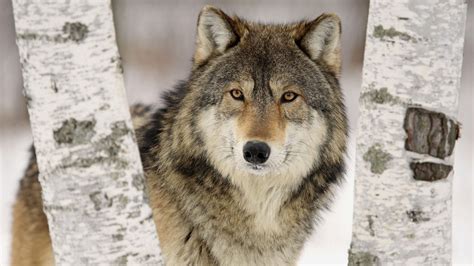 Winter, snow, wolf, moon, sky, nature, landscape, full moon. Wolf HD Desktop Wallpapers | PixelsTalk.Net