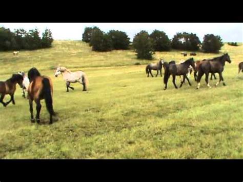 Seks kobile i konja