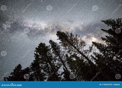 Pine Trees Silhouette Milky Way Night Sky Stock Image Image Of