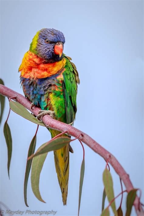 Post Your Bird Portraits Birds In Photography On Forums