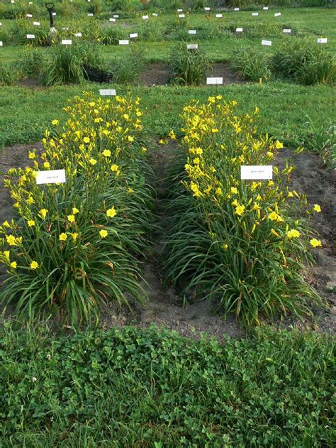 Daylilies are tolerant of drought and flooding, immune to heat stress, tolerant of most soils and grow well in full sun or. The Vermont Gardener: Daylilies Beckon