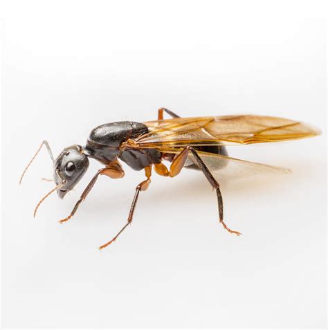 What Does A Winged Carpenter Ant Look Like Picture Of Carpenter