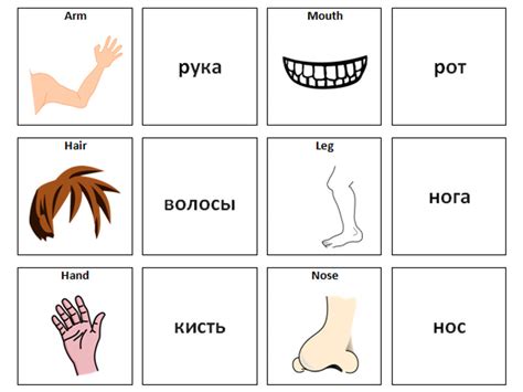 Parts Of The Body Russian Vocabulary Card Sort Teaching Resources