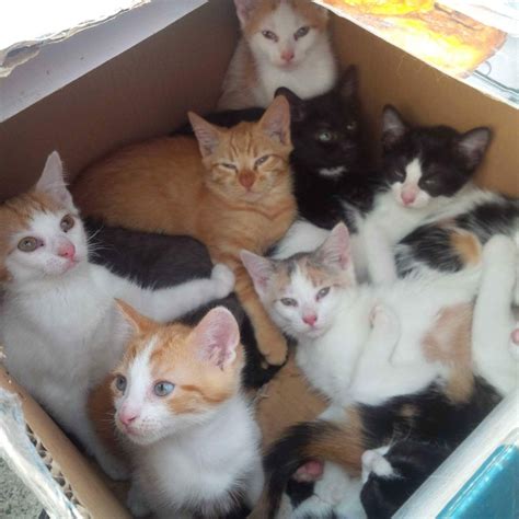 They do this by offering your cat a single entry and exit point (the top). What You Should Always Do Immediately If You Find A Litter ...