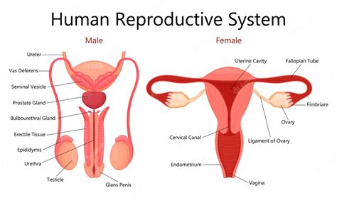 Male And Female Human Reproductive System With Labelled Parts On White