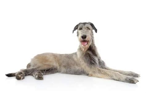 Coat Care For An Irish Wolfhound Dog Grooming Tutorial